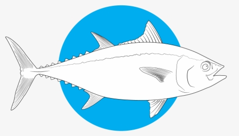 Ray-finned Fish , Png Download - Fish, Transparent Png, Free Download