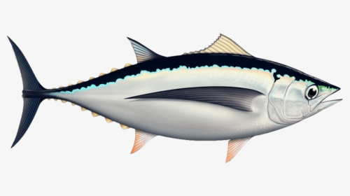 Albacore - Tuna, HD Png Download, Free Download