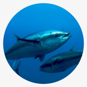 Atlantic Bluefin Tuna - Bluefin Tuna, HD Png Download, Free Download