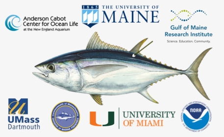 Partner Institutions Of Tagging Project - Bigeye Tuna, HD Png Download, Free Download