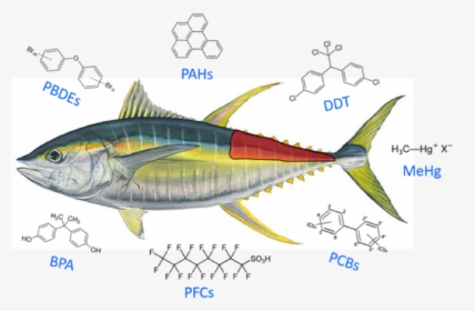 Transparent Tuna Fish Png - Mackerel Fish Yellow, Png Download, Free Download