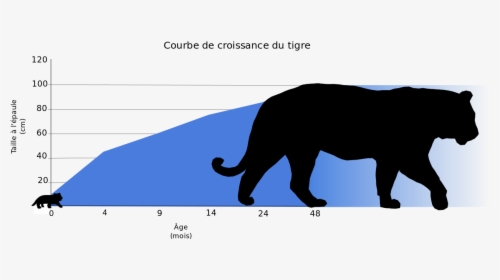 Tigre Png, Transparent Png, Free Download