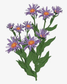 Clip Art Aster Drawing, HD Png Download, Free Download