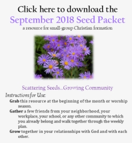 New York Aster, HD Png Download, Free Download