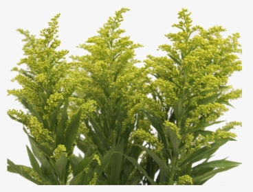 Aster Yellow, HD Png Download, Free Download
