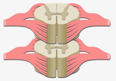 An Image Of The Spinal Cord Segment Showing The Dorsal, HD Png Download, Free Download