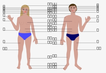 Human Body, Man And Woman, With Numbers Svg Clip Arts, HD Png Download, Free Download