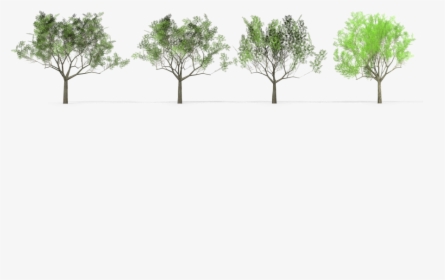 Eucalyptus Crebra Tree Royalty-free 3d Model, HD Png Download, Free Download