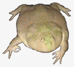 Wednesday Frog Png , Png Download, Transparent Png, Free Download