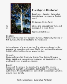 Eucalyptus Tree Png, Transparent Png, Free Download