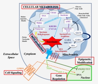 Integrated Diagram Of Succinate Biofunctionality, HD Png Download, Free Download