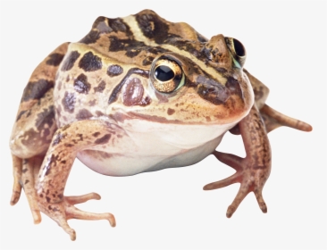 Frog Png, Transparent Png, Free Download