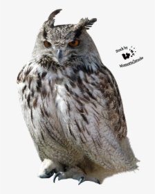 Owl Clip Art, HD Png Download, Free Download