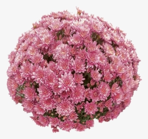 Belgian Mums® Fiora Pink, HD Png Download, Free Download