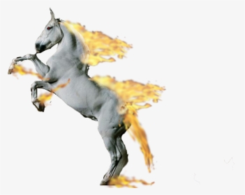 Looks Like The Second Rapidash Didn"t Post Well, Here, HD Png Download, Free Download