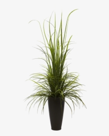 Grass Plant Png, Transparent Png, Free Download