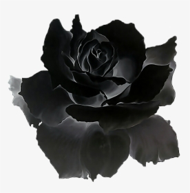 #black #rose #gothic #halloween, HD Png Download, Free Download