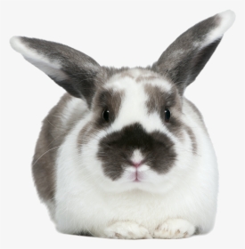 Rabbits Png, Transparent Png, Free Download