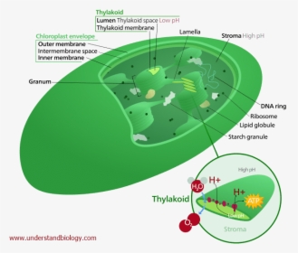 Location Of Chloroplast In A Plant Cell, HD Png Download, Free Download
