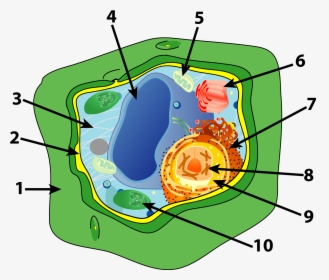 Plant Cell Png, Transparent Png, Free Download