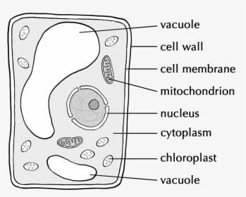 Transparent Vacuole Png, Png Download, Free Download