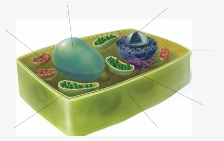 The Plant Cell, HD Png Download, Free Download