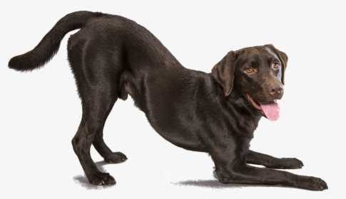 Labrador Retriever Png, Transparent Png, Free Download