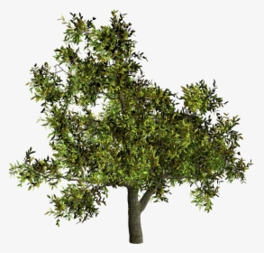 Tree Shrub Woody Plant French Lavender, HD Png Download, Free Download