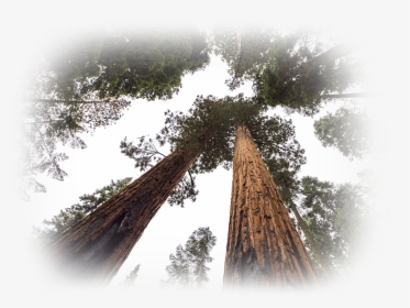 Tree Services Reno, HD Png Download, Free Download