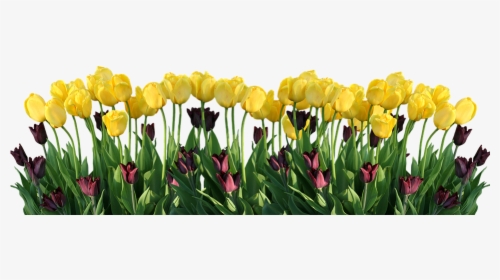 Spring, Tulips, Nature, Easter, Flowers, Flower, HD Png Download, Free Download