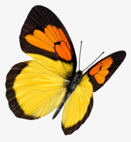 Butterfly Transparency And Translucency, HD Png Download, Free Download