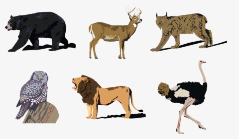 Forest Animals Png, Transparent Png, Free Download