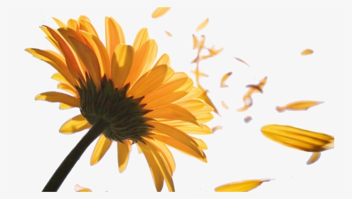 Sunflower Petals Png Png Black And White Library, Transparent Png, Free Download