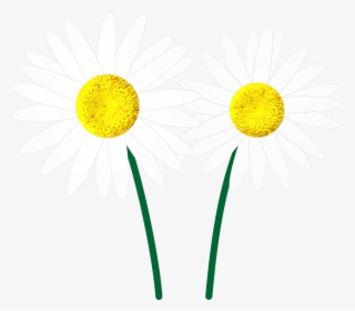 Margaret, Flower, Flowers, White, Petal, Flourishing, HD Png Download, Free Download