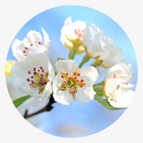 White Petals Png, Transparent Png, Free Download