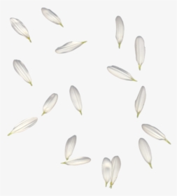 #petals #white #falling #freetoedit, HD Png Download, Free Download