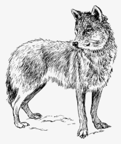 Free Vector Wolf, HD Png Download, Free Download