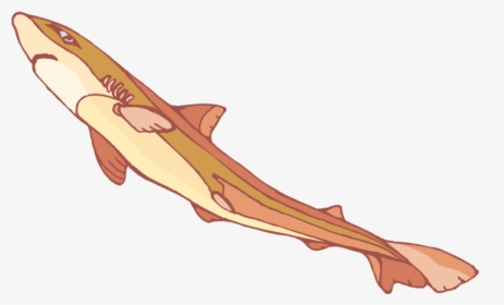 Tiger Shark, HD Png Download, Free Download