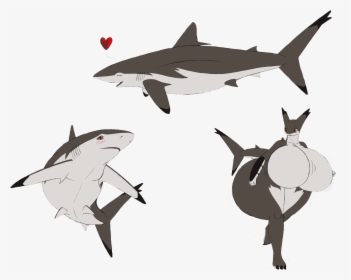 Vector Sharks Thresher Shark, HD Png Download, Free Download