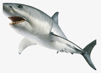 Shark Clipart Great White, HD Png Download, Free Download