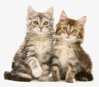 Kittens, HD Png Download, Free Download
