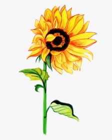 Watercolor Sunflower Png, Transparent Png, Free Download