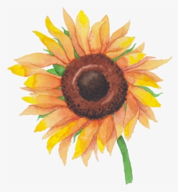 Transparent Watercolor Sunflower Png, Png Download, Free Download