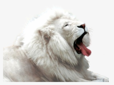 Transparent Lion Emoji Png, Png Download, Free Download