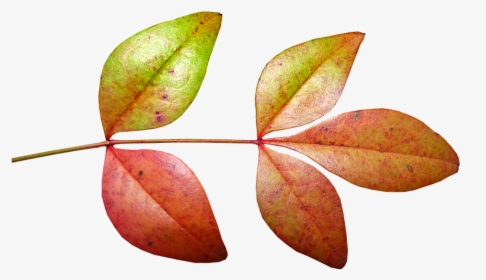 Leaves, Bamboo, Autumn, Fall, Plant Nature, Garden, HD Png Download, Free Download