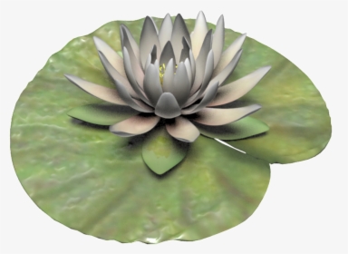 Hand Painted White Lotus Png Transparent, Png Download, Free Download