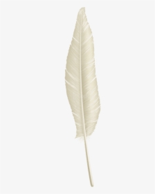 White Feather Png, Transparent Png, Free Download