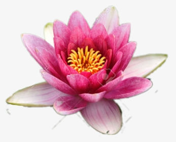Pink-white Lotus Flower Go Save, HD Png Download, Free Download