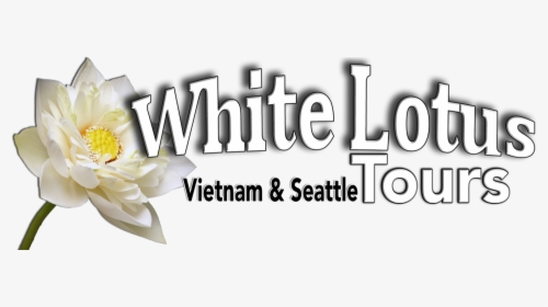 White Lotus Png, Transparent Png, Free Download