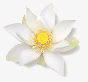 White Lotus Png, Transparent Png, Free Download